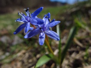 Scilla kladnii (ladoňka karpatská) v PP U Vaňků