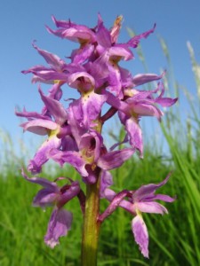 Vstavač Lorezův (Orchis x loreziana)