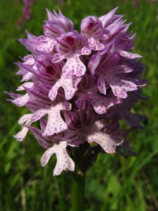 Vstavac trojzubý (Orchis tridentata)